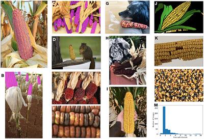 Broad Dataset and Methods for Counting and Localization of On-Ear Corn Kernels